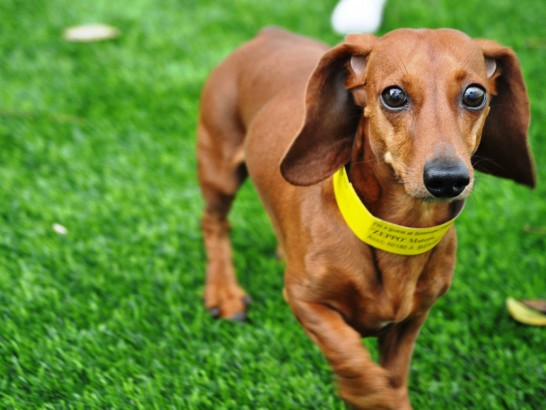 Artificial Grass Photos: Artificial Grass Carpet Port Angeles East, Washington Dog Grass,  Dog Kennels