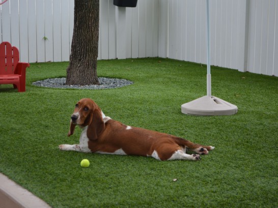 Artificial Grass Photos: Artificial Grass Installation Rockport, Washington Pet Paradise, Dogs Runs