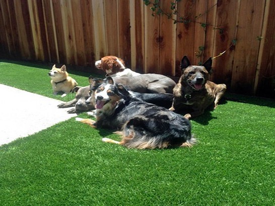 Artificial Grass Photos: Artificial Turf Cost La Grande, Washington Dog Pound, Backyard Landscaping Ideas