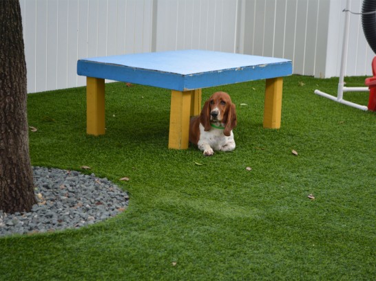Artificial Grass Photos: Artificial Turf Installation Chehalis Village, Washington Dog Hospital,  Dog Kennels