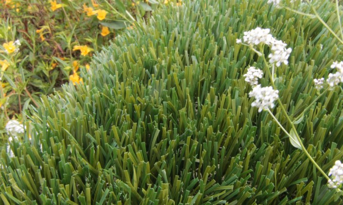 Double S-61 syntheticgrass Artificial Grass Seattle, Washington