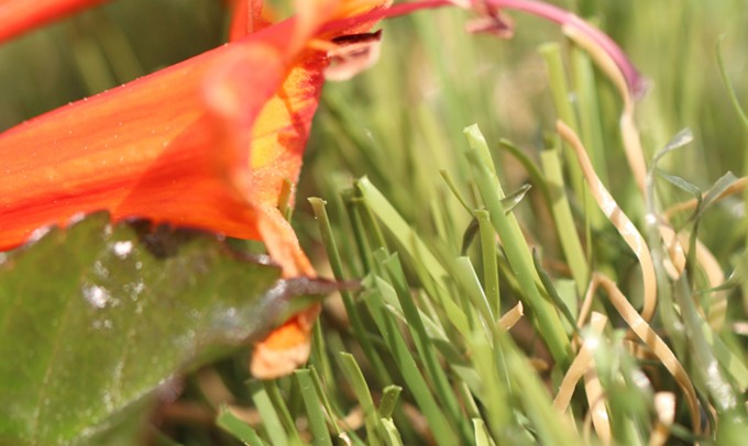 All Natural-75 syntheticgrass Artificial Grass Seattle, Washington