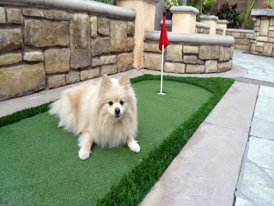 Artificial Grass Photos: Fake Grass Carpet Verlot, Washington Artificial Turf For Dogs, Small Backyard Ideas