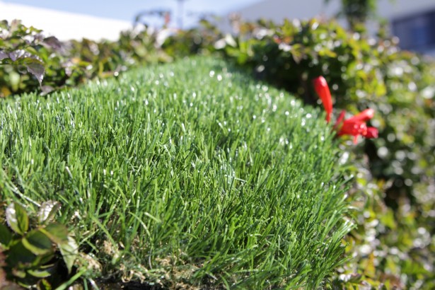 Silky-Smooth Artificial Grass