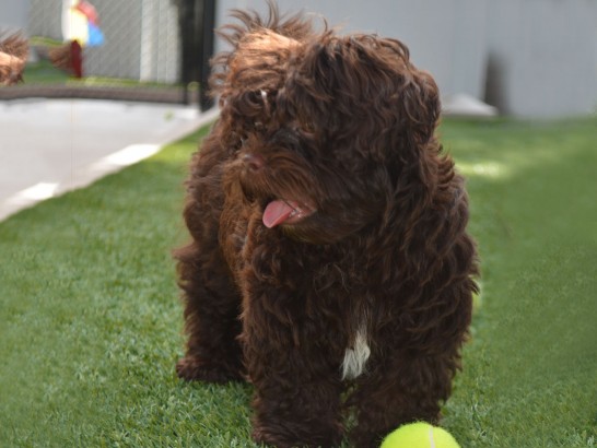 Artificial Grass Photos: Grass Carpet Burlington, Washington Artificial Turf For Dogs, Dogs