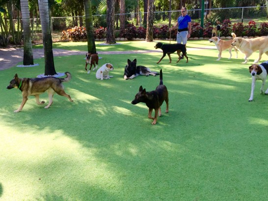 Artificial Grass Photos: Grass Carpet Neilton, Washington Dog Run, Dogs Park