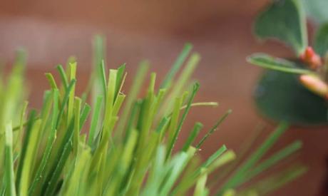 Fake Turf Grass