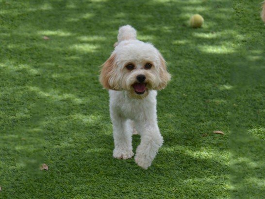 Artificial Grass Photos: Grass Turf Grand Mound, Washington, Dogs