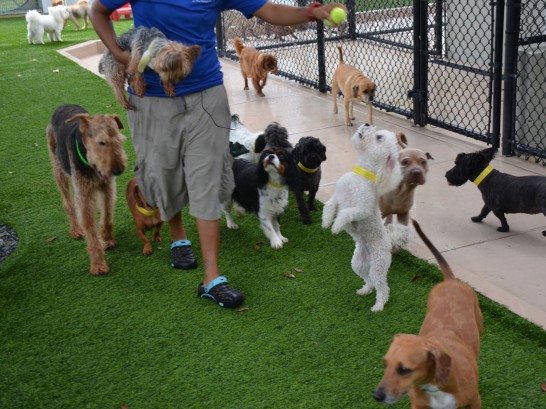 Artificial Grass Photos: Synthetic Grass Cost Bay View, Washington Fake Grass For Dogs, Dogs Park