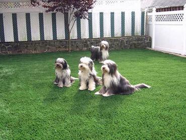 Artificial Grass Photos: Synthetic Grass Cost Vancouver, Washington Landscaping, Dogs