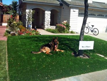 Artificial Grass Photos: Synthetic Grass Des Moines, Washington Watch Dogs, Dogs Runs