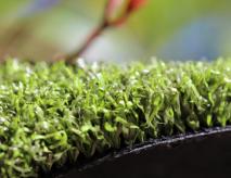 Putting Green Outdoor