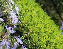 Synthetic Turf For The Entire Family