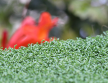 Backyard Putting Green